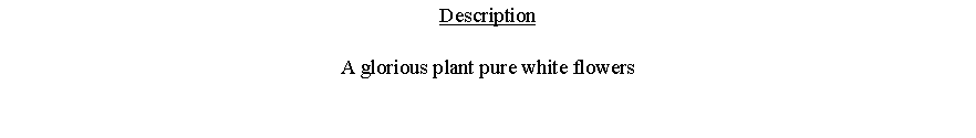 Text Box: DescriptionA glorious plant pure white flowers 