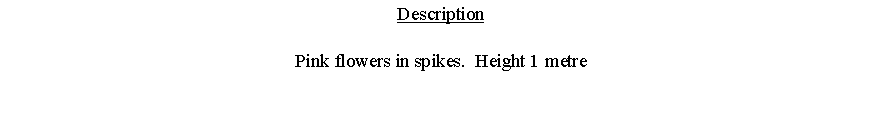 Text Box: DescriptionPink flowers in spikes.  Height 1 metre 