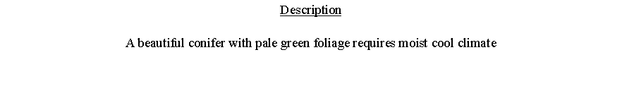 Text Box: DescriptionA beautiful conifer with pale green foliage requires moist cool climate 