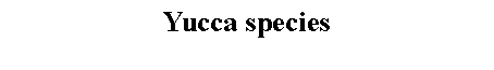 Text Box: Yucca species 