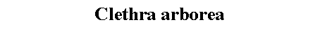 Text Box: Clethra arborea 